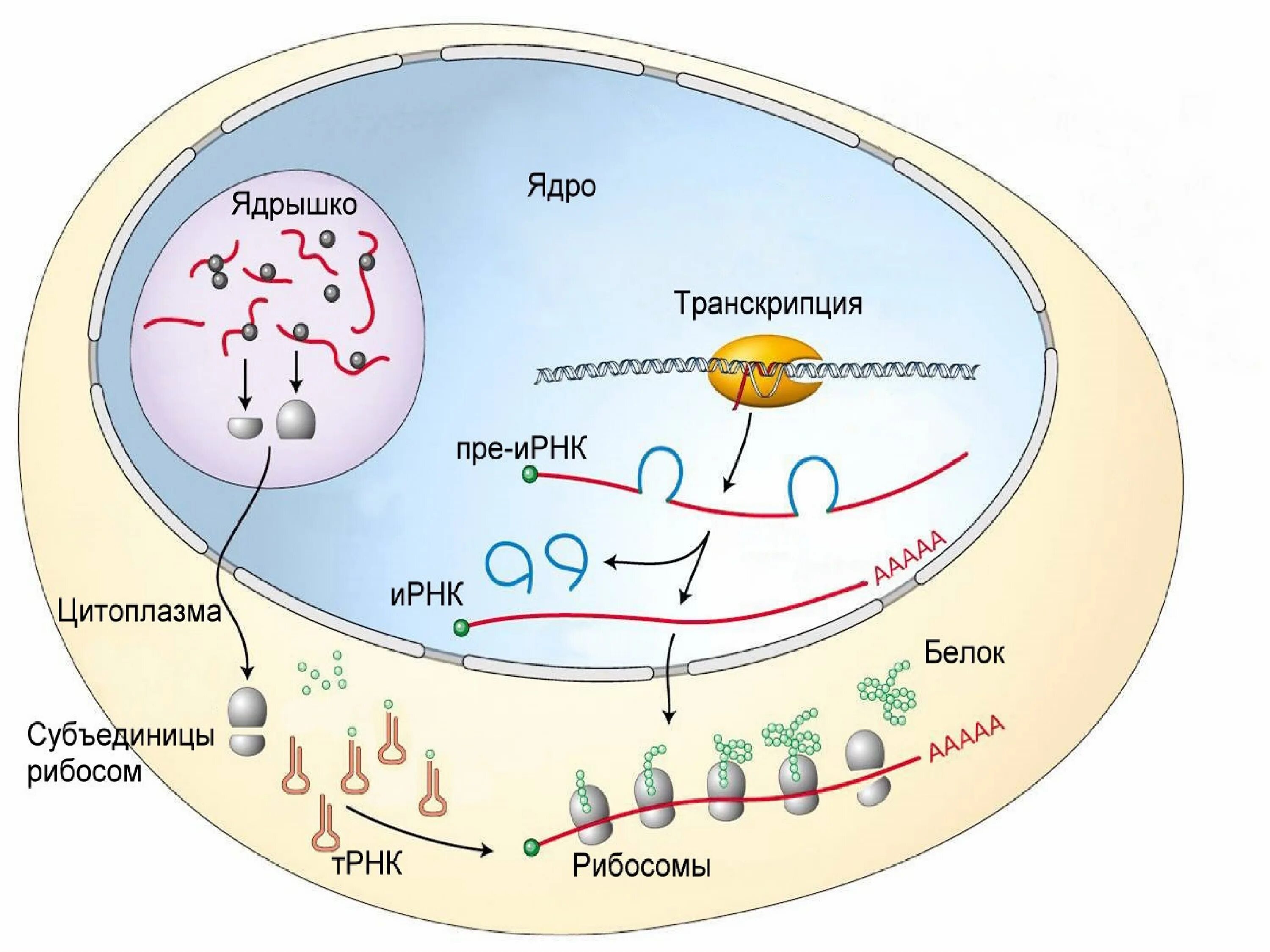Синтез рибосом в ядрышке. Схема синтеза белка в рибосоме. Ядрышко Синтез РНК И белков. Биосинтез белка транскрипция процессинг.