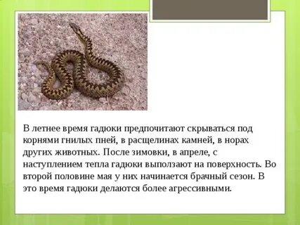 Гадюка время