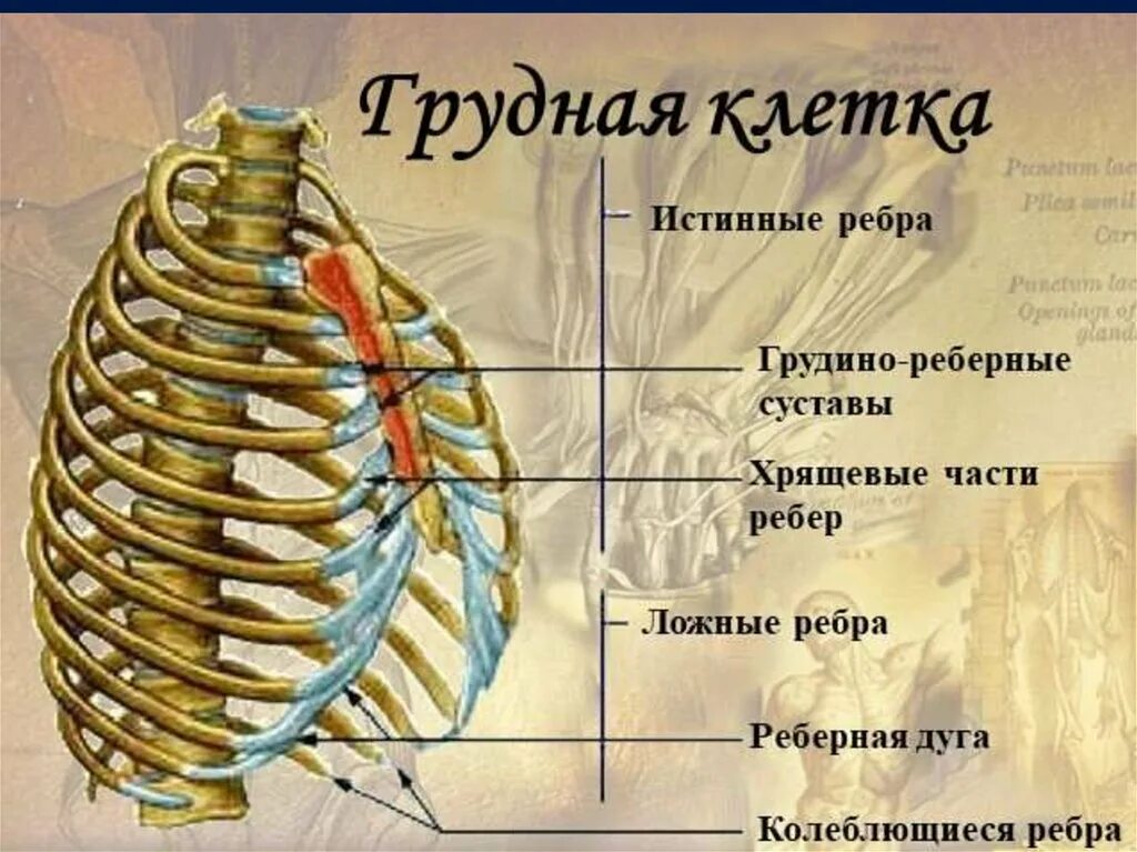 Реберная дуга анатомия человека. Грудная клетка человека истинные ребра. Ребра истинные ложные колеблющиеся. Анатомия человека грудная клетка ребра. Нижние края ребер