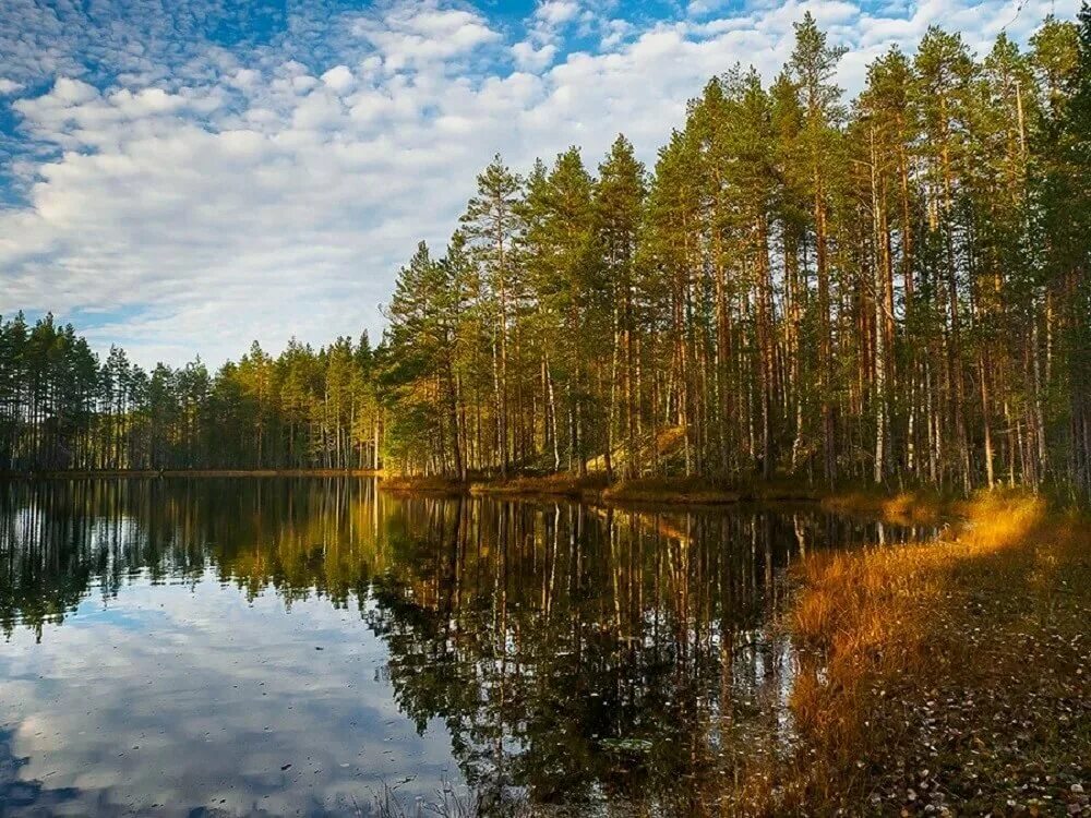 Природа северо запада района. Уксинская озовая гряда Карелия. Озеро Лоухиярви Карелия. Моренные озера Карелия. Карелия лес озеро осень.