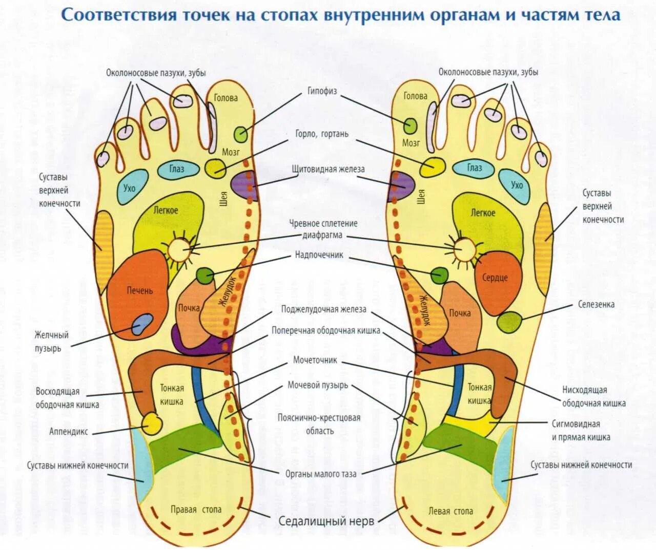 К чему чешется левая стопа. Акупунктурные точки стопы схема. Точки на стопе ноги отвечающие за органы человека схема. Акупунктурные точки на стопе. Массажные точки на ступнях ног схема.