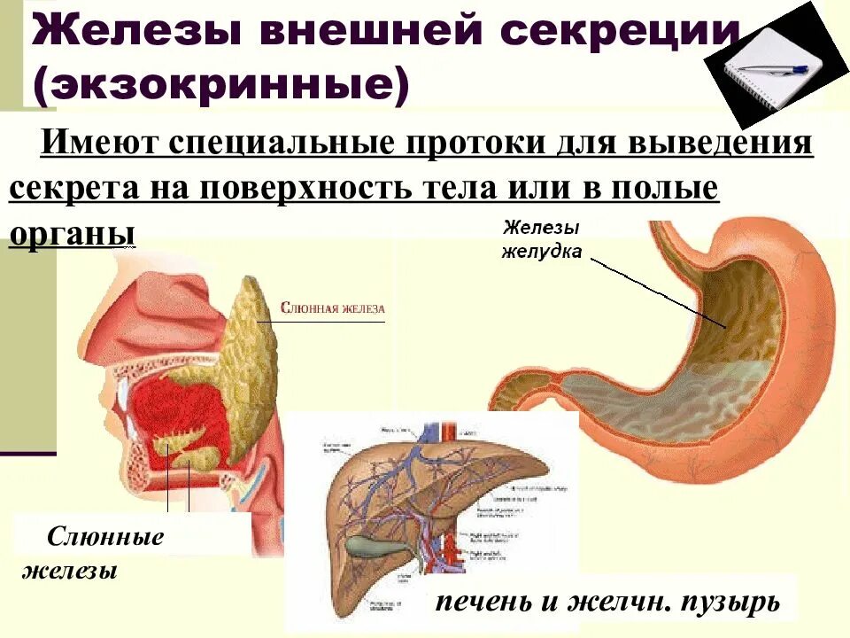 Железы внутренней и внешней. Железы смешанной секреции. Протоки желёзы смешанной секреции. Внешние внутренние и смешанные железы. Железы смешанной секреции имеют протоки