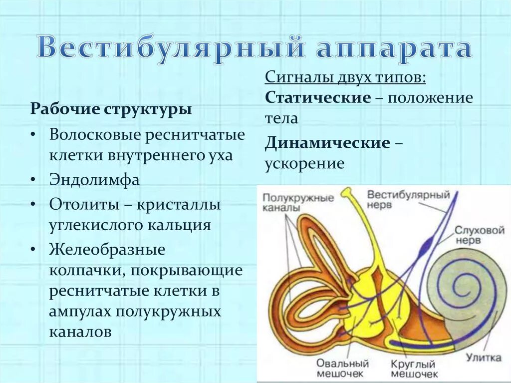 Внутреннее ухо равновесие. Строение и функции вестибулярного аппарата. Отделы вестибулярного аппарата таблица. Рабочие структуры вестибулярного аппарата. Схема работы вестибулярного аппарата.