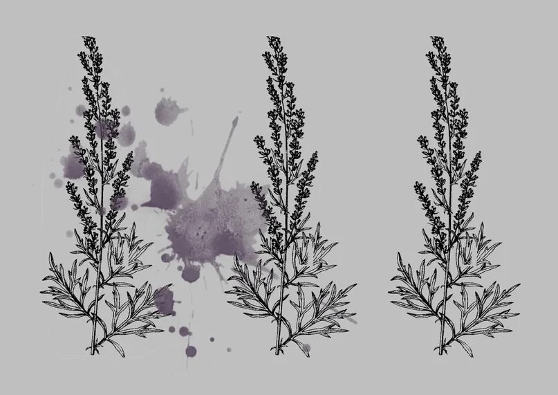 Растения ксерофиты полынь. Полынь вормвуд. Полынь чернобыльник. Полынь мелколистная. Полынь пахучая.