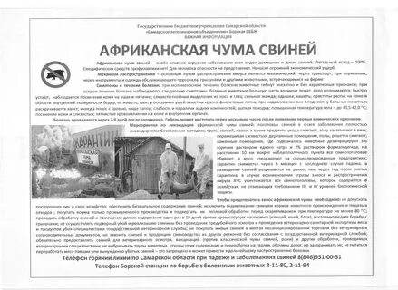 Африканская чума симптомы