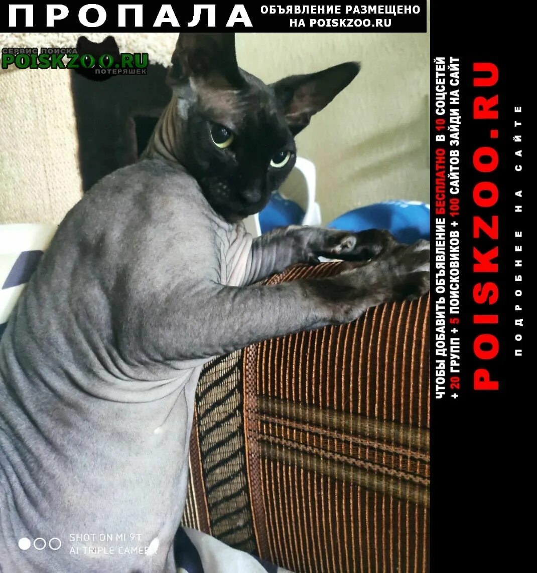 Порода канадский сфинкс. Сфинкс порода кошек донской. Сфинкс страйт. Сфинкс обл. Сфинкс обл.