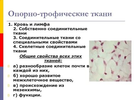 Функции опорной ткани