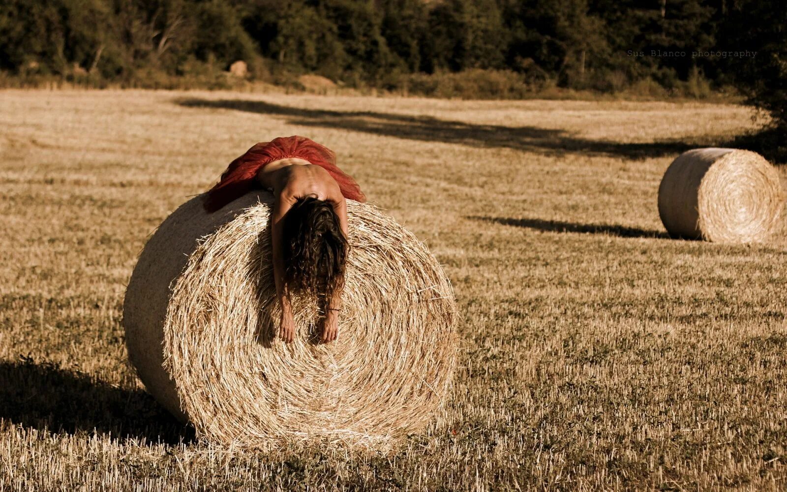 Путин в поле пшеницы. Валяние в стоге сена. Поле веселые. Овцы на природе. Поле веселые.