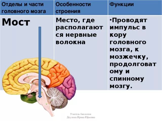 Какую функцию выполняет мост мозга. Отделы головного мозга мост строение. Структура головного мозга особенности строения и функции. Структуры головного мозга биология 8 класс. Функции моста головного мозга 8 класс биология.