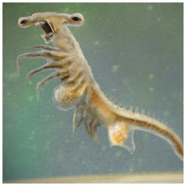 Креветки артемия салина. Симанкис рачки. Морские обезьянки в аквариуме фото. Сколько живут морские обезьянки. Артемия салина самец.