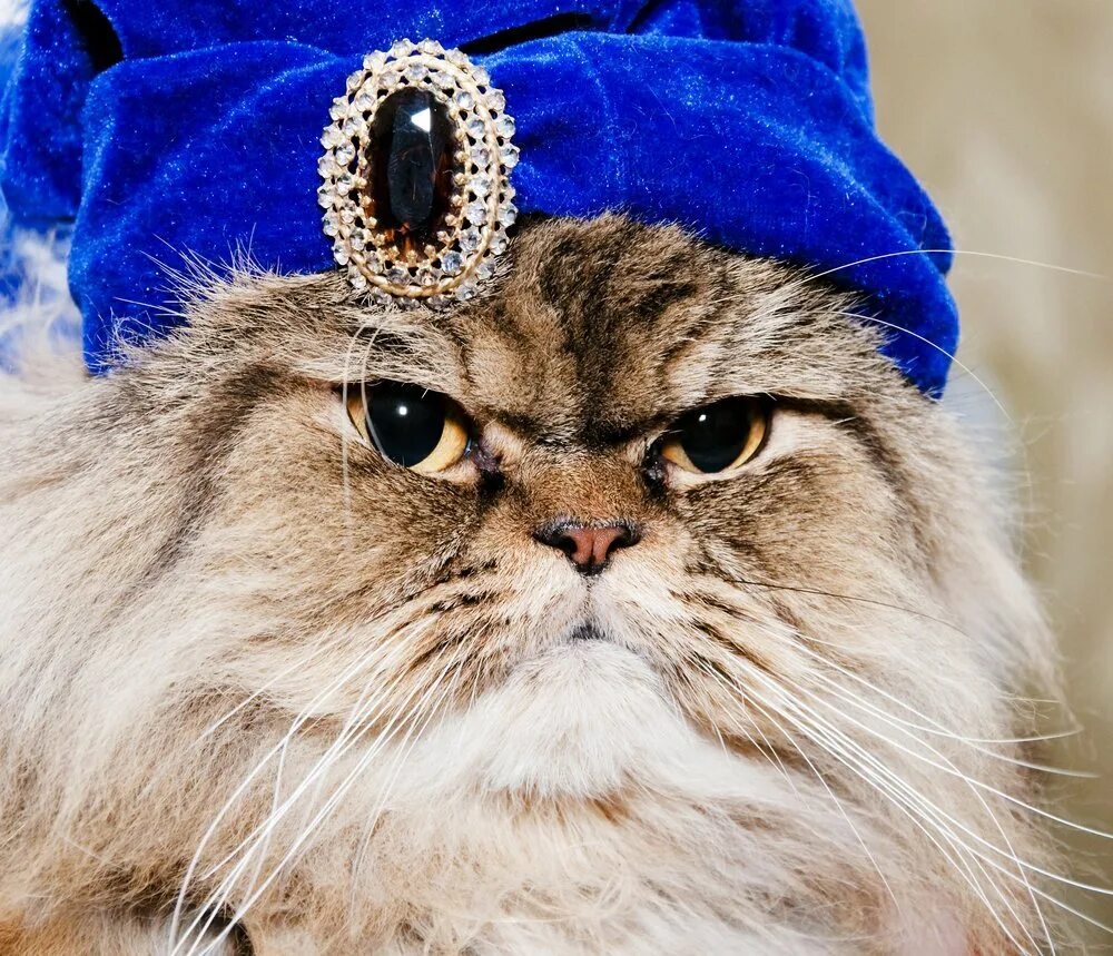 Кошка султана. Кот в чалме. Кот в тюрбане. Кот в тюбетейке. Персидский кот в шапке.