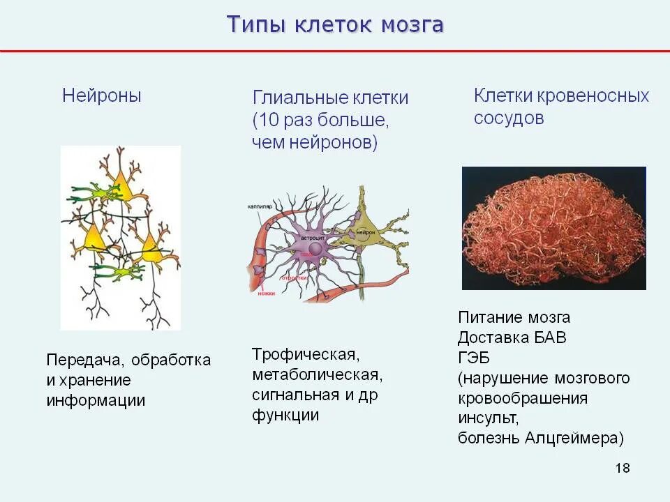 Мозг человека состоит из нейронов. Нейроны мозга строение. Клетки головного мозга классификация. Строение клетки головного мозга. Строение нейрона глиальные клетки.