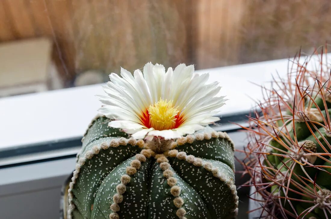 кактусовые кактусы. кактус ventomarme. кактус видео. кактус грандипахус. хагеоцереус кактус.