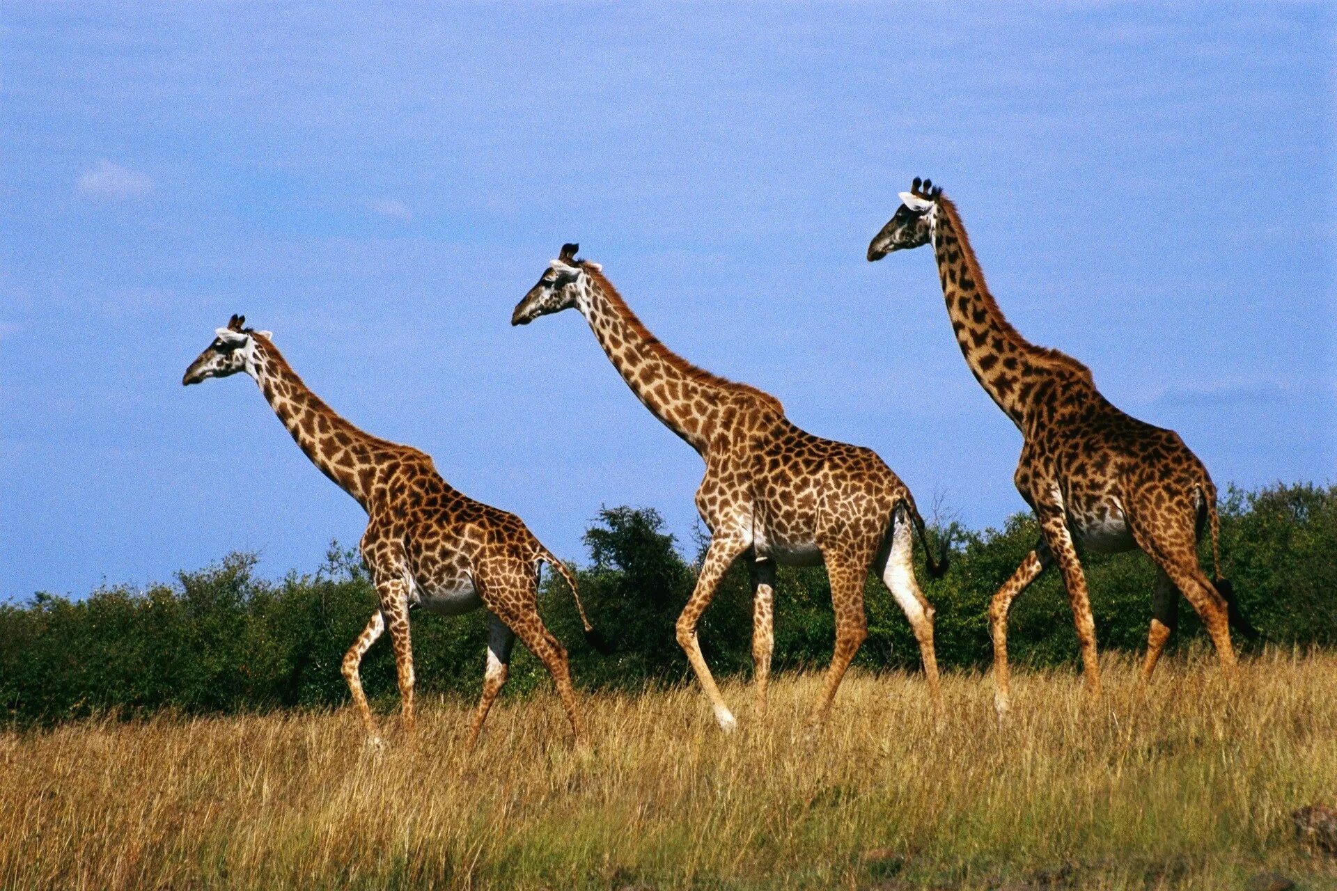 Giraffa Giraffa животные. Жирафы в Африке. Мир животных. Животные Африки Жираф.