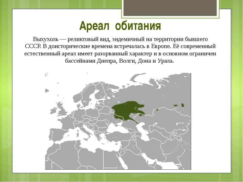 Тип ареала растений. Ареал обитания. что такое ариал обитани. географический ареал. места обитания растений.