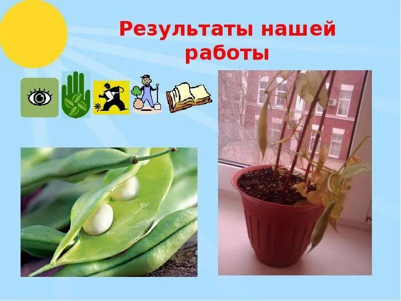 Проект ступеньки жизни история жизни фасолевого семечка