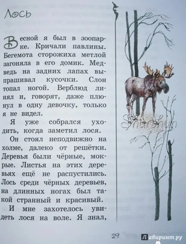 Рассказ Лось Снегирева. Рассказ про лося. Снегирёв рассказы читать. Снегирев рассказы текст