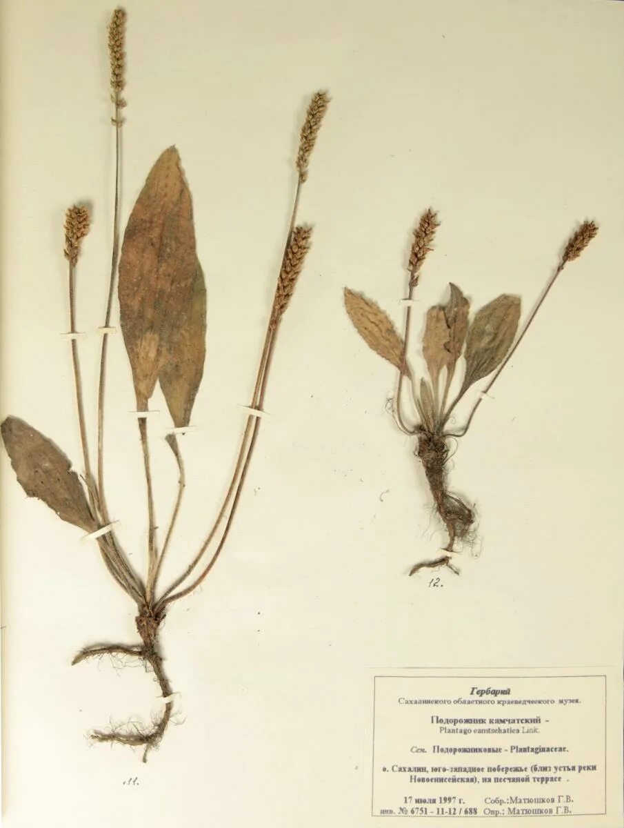 Гербарий травы. Купальница гербарий. Эрва шерстистая гербарий. Купальница европейская гербарий гербарий. Alyssum trostratum гербарий.