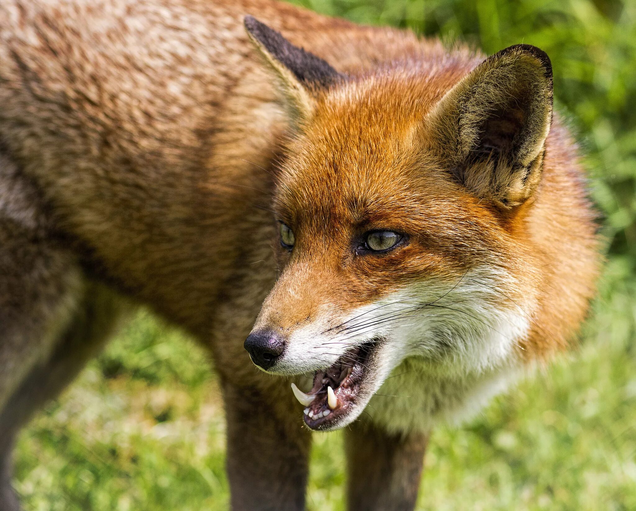 Хищные звери. Обыкновенная лисица. Хищные звери леса. Лиса. Лисенок с добычей.