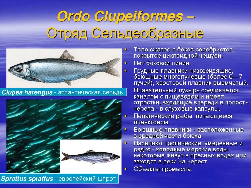 Почему численность промысловых рыб. Осетровые Сельдеобразные. Отряды костистых Сельдеобразные. Сельдеобразные сельдь. Сельдеобразные костистые рыбы.