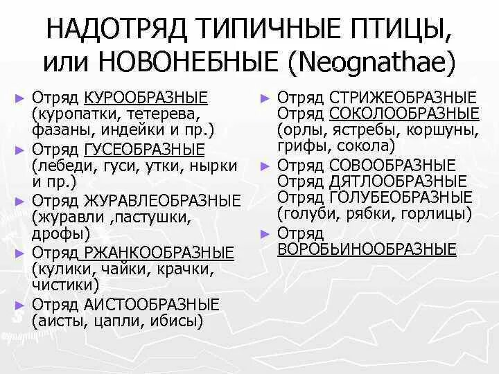Интернет-урок по окружающему миру "Многообразие животных. Птицы" Мир, Животные, 