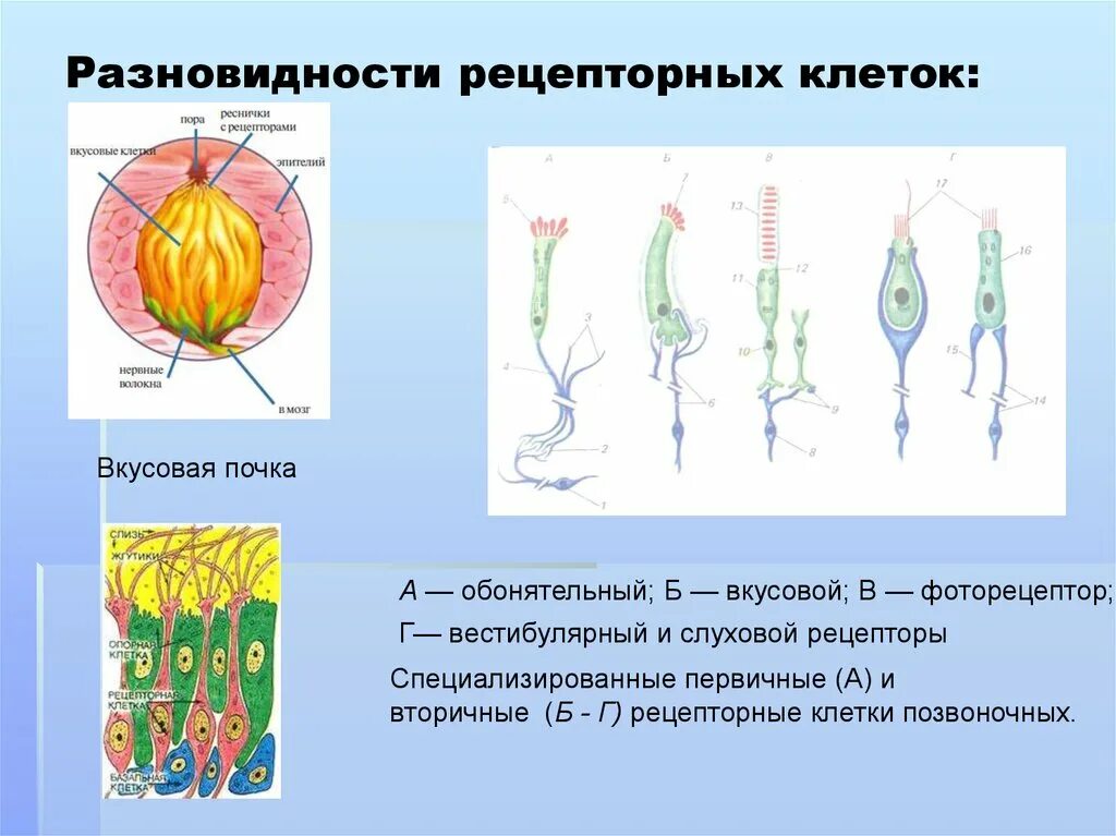 Рецепторные клетки. Виды рецепторных клеток. Первичные рецепторные клетки. Первичные рецеп трные клетки. Обонятельные рецепторные клетки