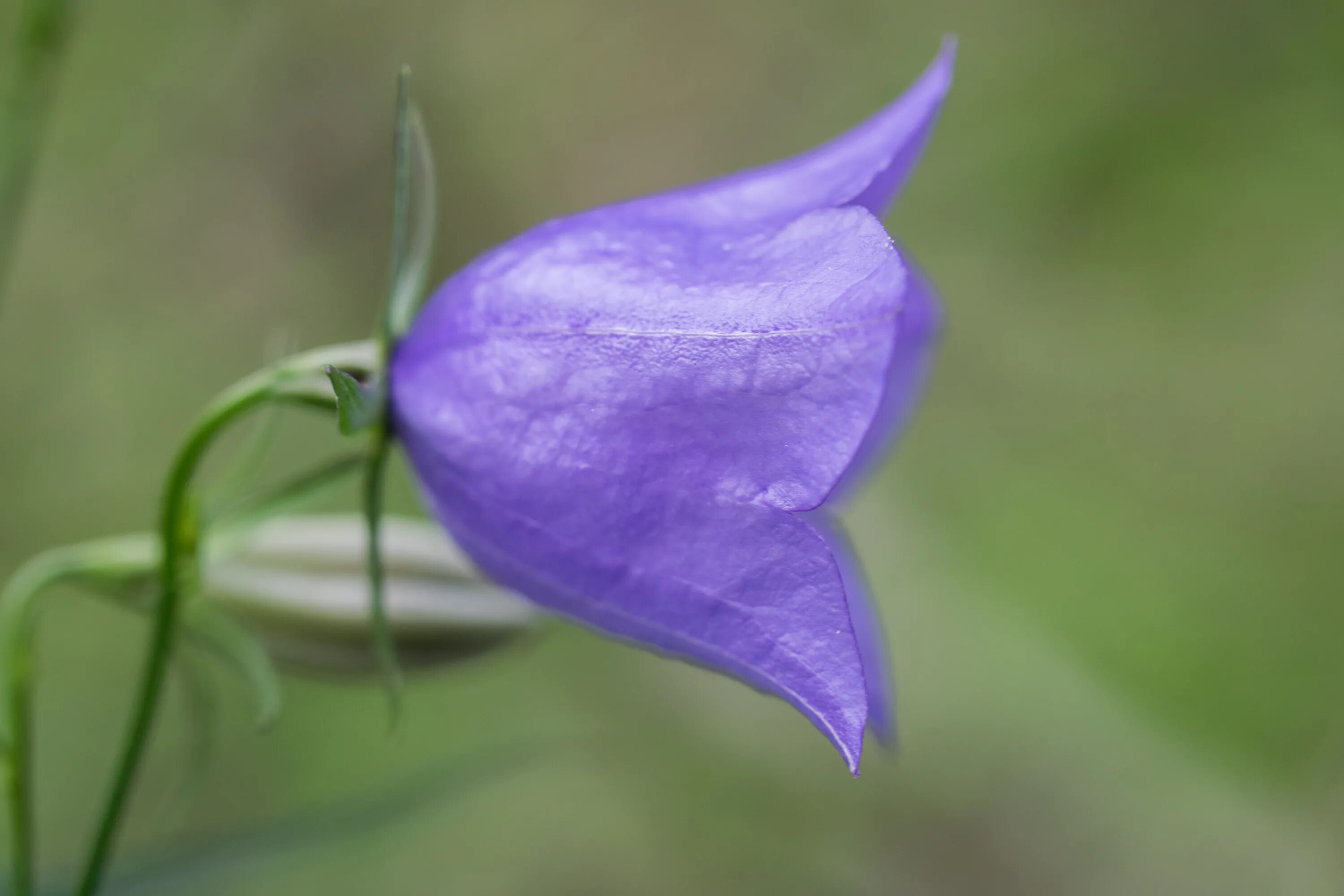 Вход колокольчик. Колокольчик(Campanula) Iris. Чашелистик у колокольчика. Бутон колокольчика. Цветок "колокольчик".