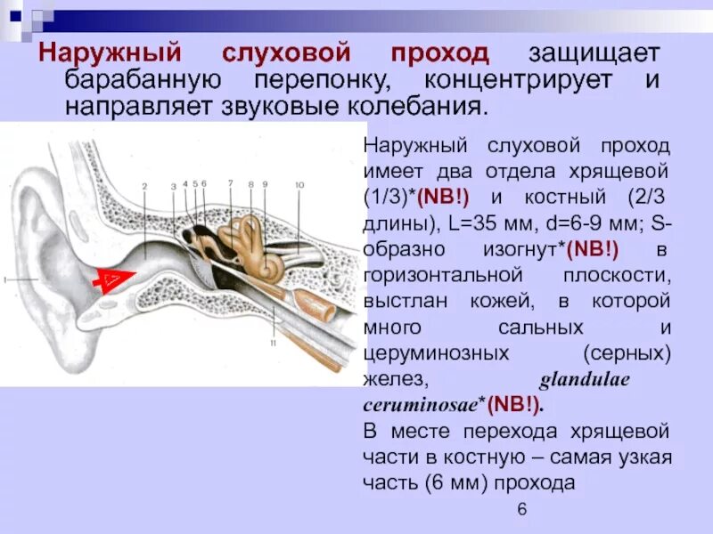 Барабанная перепонка выполняет функции. Наружный слуховой прохо. Наружныйслуховоц проход. Наружнее слуховой проход. Хрящевой и костный слуховой проход.