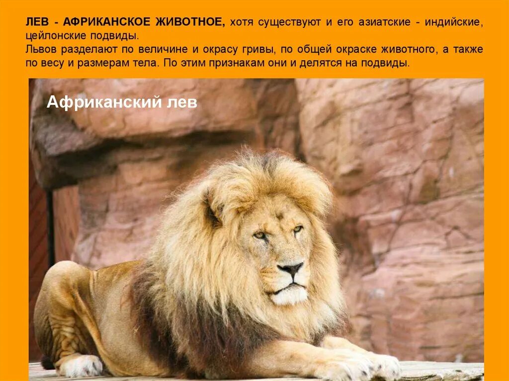 Африканский Лев. Лев для презентации. Презентация на тему животное Лев. Рассказ про Льва. Информация про львов