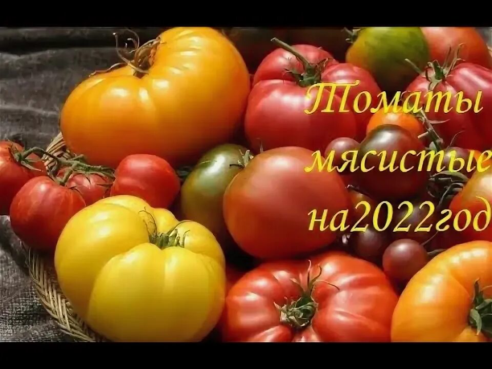 Мясистые томаты для теплицы. Томат американский супергигант. американский супергигант томат 10шт (ред.сем). помидоры мясистые и сладкие. мясистые помидоры лучшие сорта.