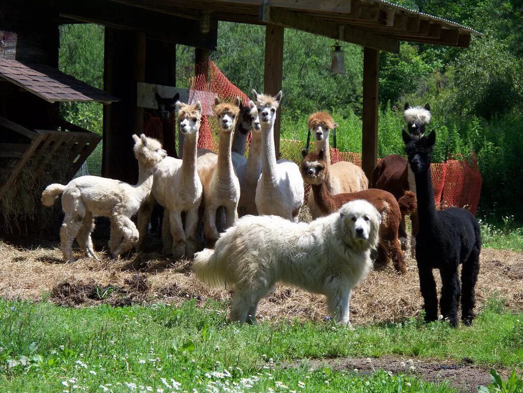 Пасу овечек. Порода собак Пастухов овец. Пастушьи собаки породы пастушьих собак. Пиренейская Горная собака пастух. Бордер колли пасет овец.