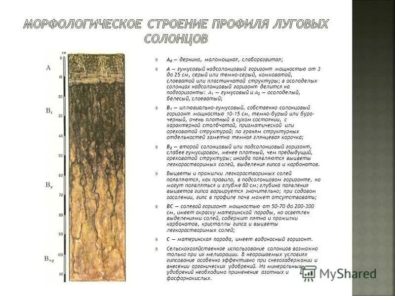 структура почвенного профиля чернозема. минерализация гумусового горизонта. почему гумусовый горизонт имеет более темный цвет. почвенный профиль а1 а2 в с. почему гумусовый горизонт имеет более темный цвет.