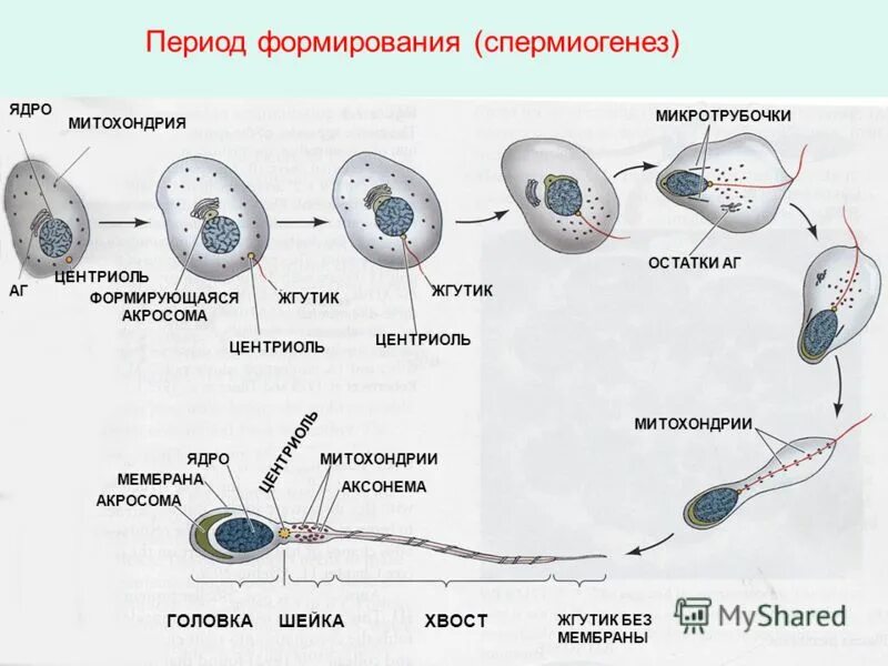 Сперматогенез сколько клеток. Спермиогенез. Строение сперматозоида.. Процесс формирования сперматозоидов. Этапы развития сперматозоида. Стадия формирования сперматозоидов.