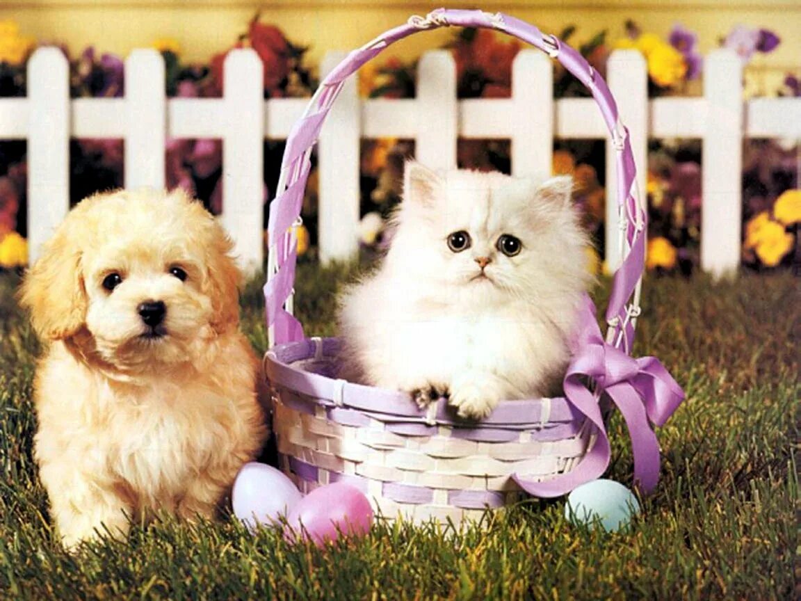 Кошечки собачки праздник урожая. Собачки и кошечки. Красивые собаки. Милые котята и щенки. Красивые щенки.