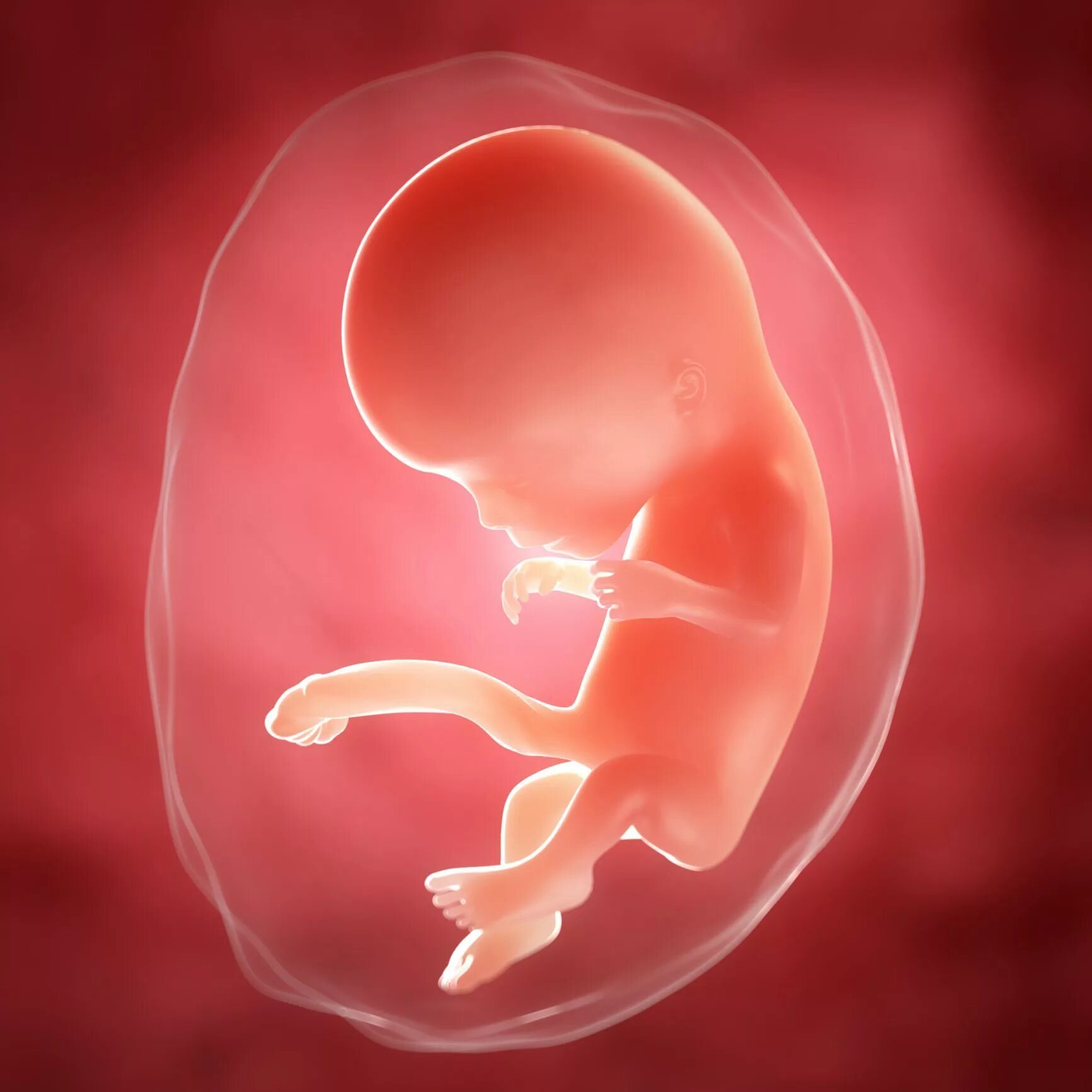 Эмбрион на 11 неделе беременности. 11 Недель беременности. Ребёнок 11 недель беременности эмбрион. Малыш на 11 неделе беременности. 11 неделя 24 года