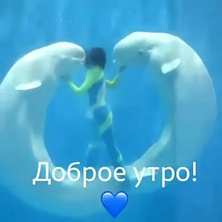 Доброе утро дельфины картинки. Доброе утро с дельфинами. доброе утро дельфины. с добрым утром дельфины. доброе утро дельфинчик.