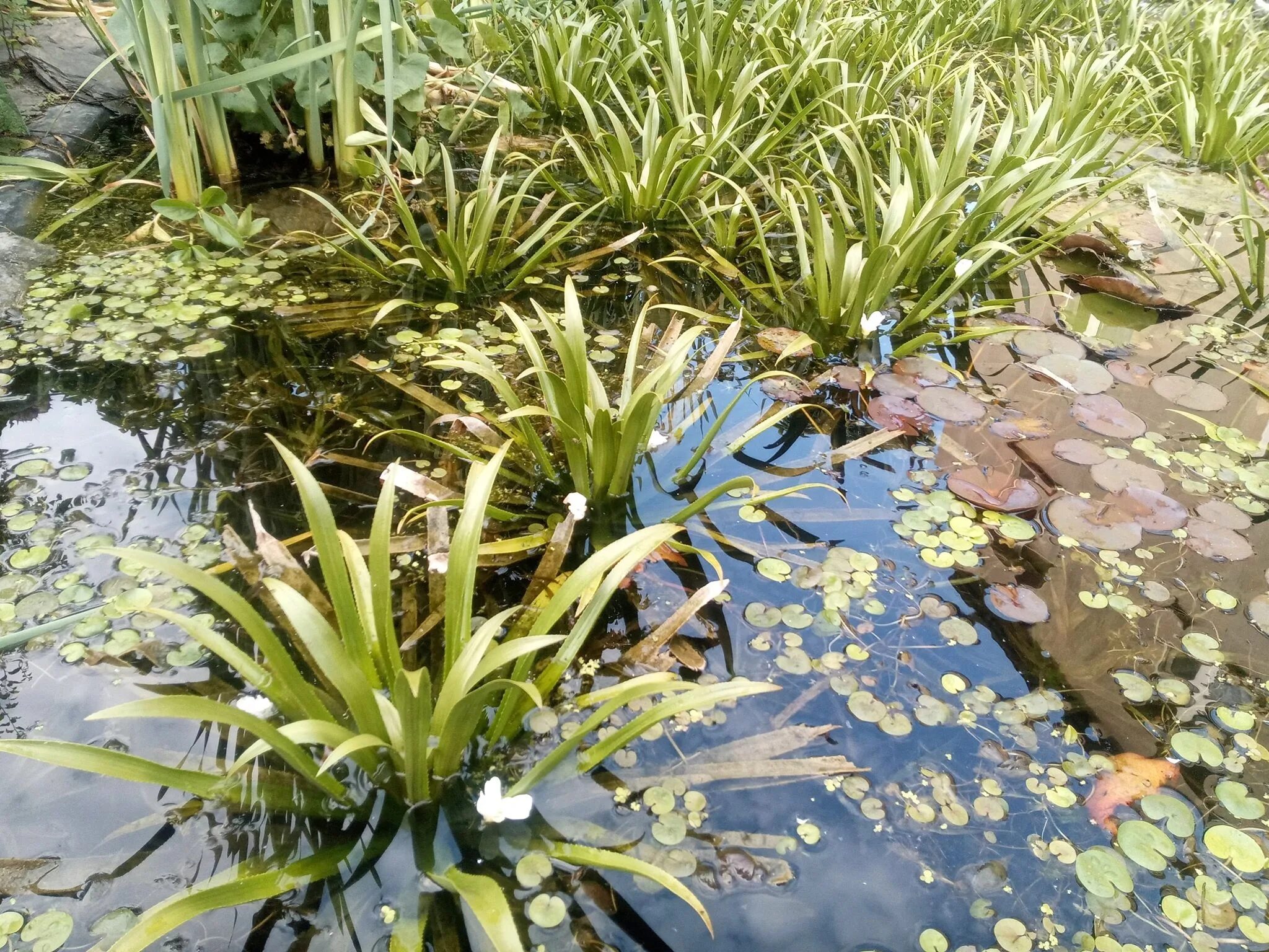 Водоросли в водоемах. Водный гиацинт вариегатный. Растения очищающие водоёмы. Водный гиацинт для биоплато. Водный гиацинт аквариумное растение.