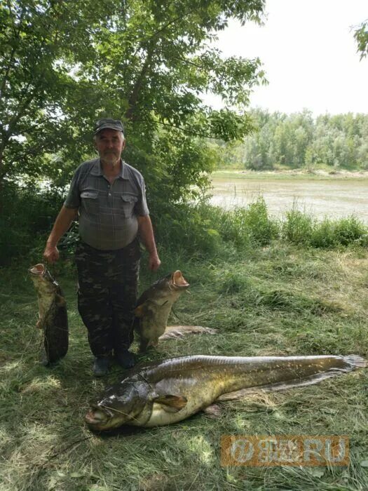 На что ловят сома на волге