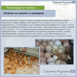 Чем кормить цыплят первые дни после инкубатора