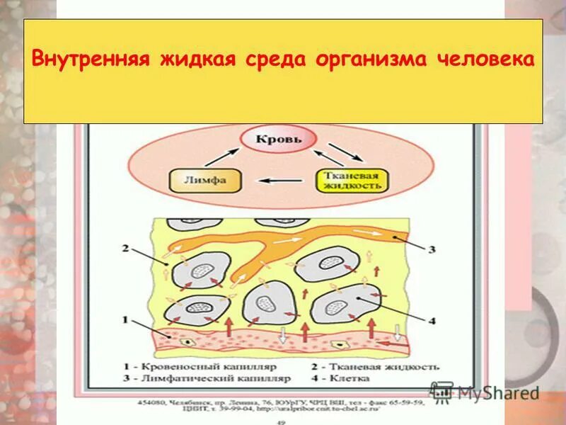 Из чего состоит среда организма