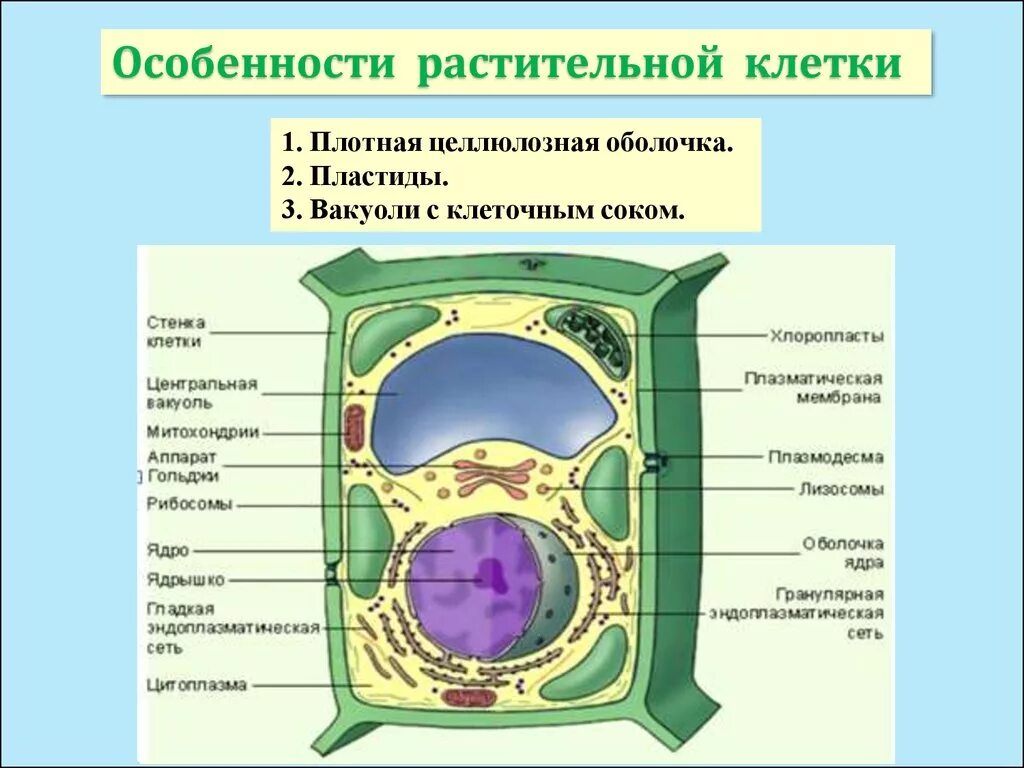 Клетка растения стенка клетки пластиды вакуоли. Целлюлозно клеточная оболочка растительной клетки. Структура растительной клетки клеточный сок. Вакуоли ядро клеточная стенка хлоропласты.