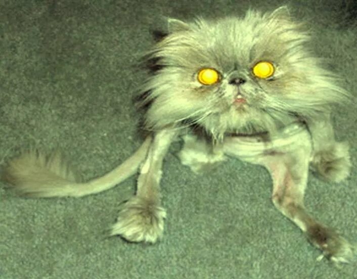 Домовой в реальнойжищни. Паранормальное явление полтергейст. Покажи страшного домового. Барабашка бабайка домовой. Покажи страшного домового.