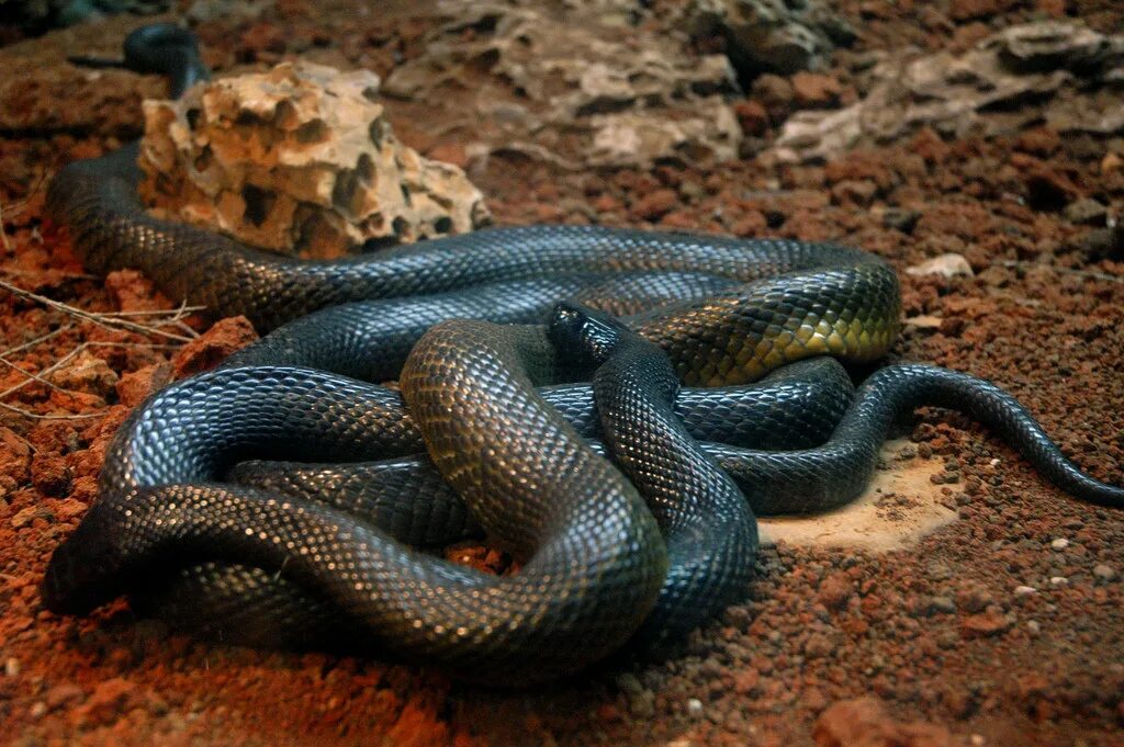 Чёрная мамба Dendroaspis polylepis. Ядовитая змея мамба. Черный полоз змея. Самая ядовитая змея черная мамба. Какие змеи черные