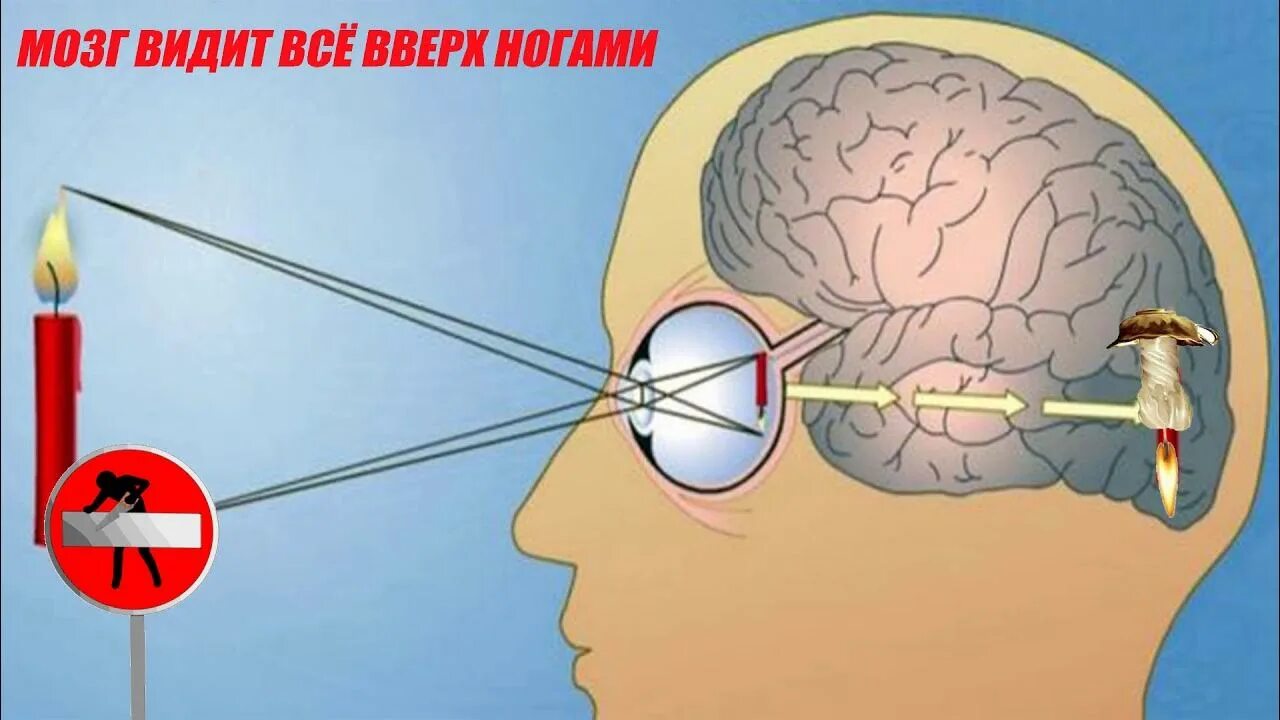 Мы видим мозгом. Видеть мозгом. Картинка как мозг видит. Как видит мозг человека.