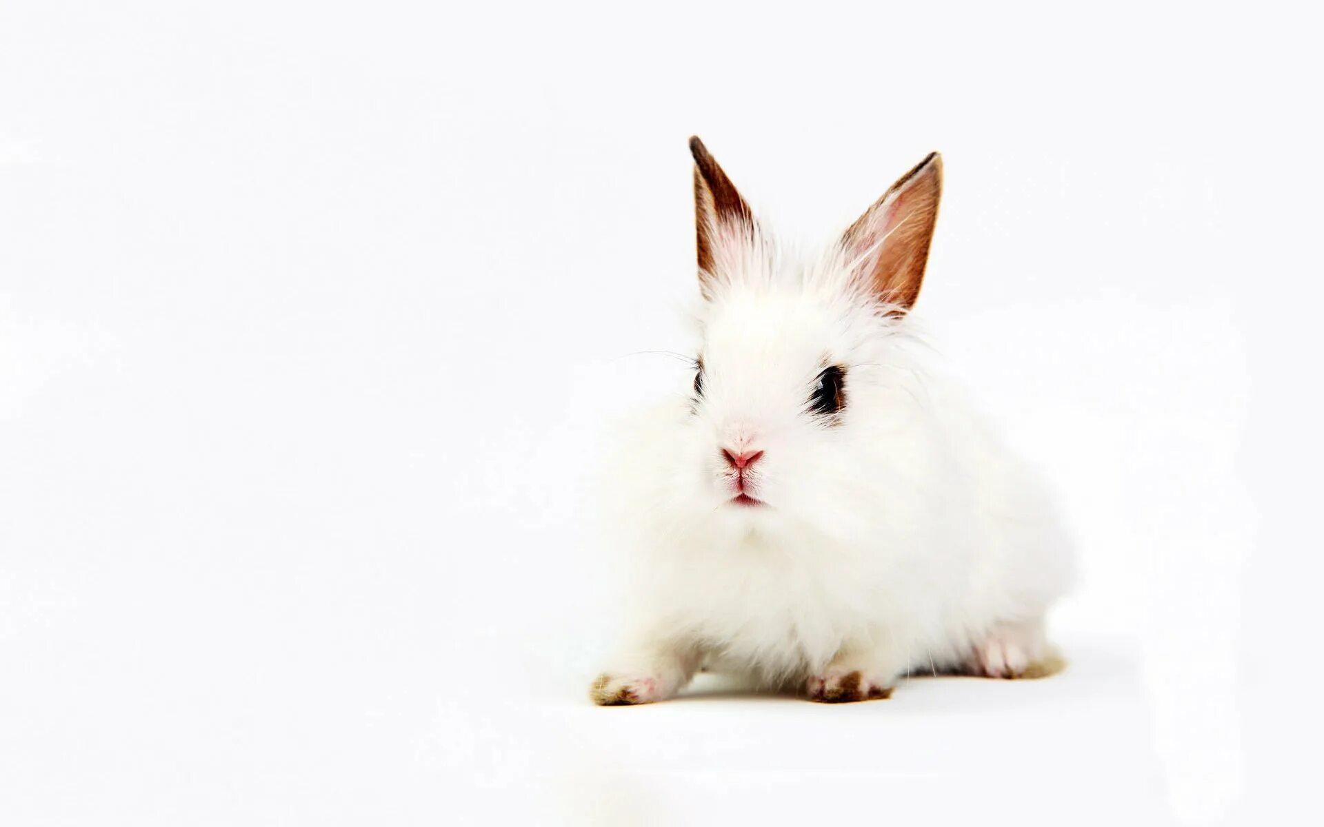 White. Кролик. Белый кролик. Декоративный кролик. Заяц белый.