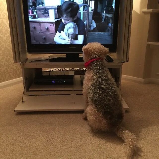 Собака и телевизор. Собака перед телевизором. Собака смотрит телевизор. Собака перед Телеком.