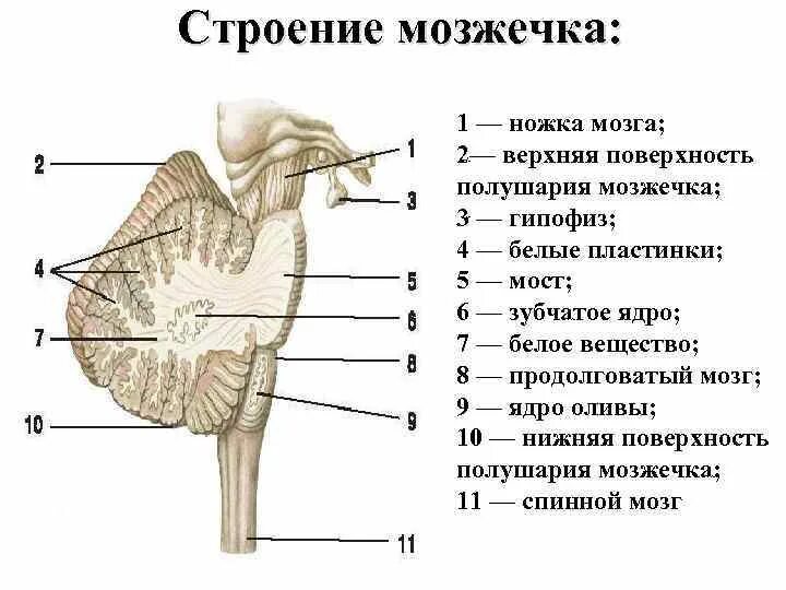 В задний мозг входит мозжечок. Укажите анатомические образования входящие в состав мозжечка. Строение мозжечка в головном мозге. Схема мозжечка анатомия. Ядра мозжечка схема анатомия.