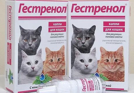 Успокоительные для кошки во время течки