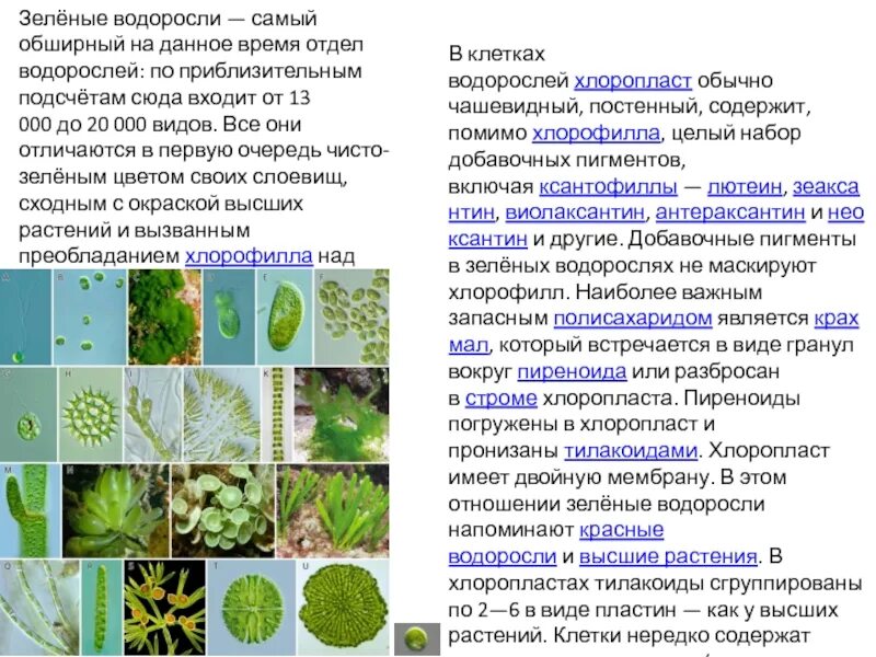 Характеристики для описания зеленых водорослей. Общая характеристика водорослей. Отдел зеленые водоросли.