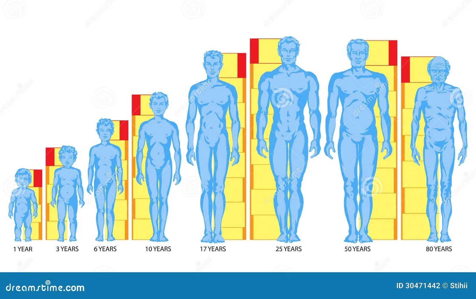 Пропорции человека в разном возрасте. Пропорции тела человека схема. Пропорции человека по возрасту. Пропорции взрослого человека и ребенка.